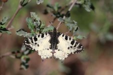 Eastern Festoon cy 5.jpg