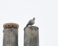 Collared Dove_Torry_150522a.jpg