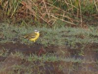 Yellow Wagtail (Blue-headed).jpeg