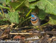 Bluethroat.jpg