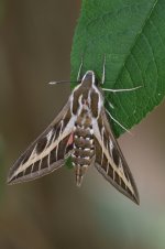 20220521 (1)_Striped_Hawk-moth.JPG