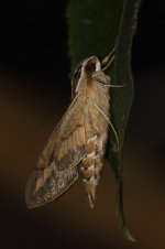 20220521 (2)_Striped_Hawk-moth.JPG