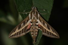 20220521 (3)_Striped_Hawk-moth.JPG