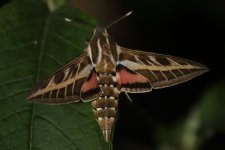 20220521 (4)_Striped_Hawk-moth.JPG