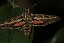 20220521 (5)_Striped_Hawk-moth.JPG