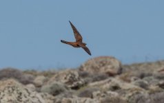 Hepatic cuckoo Petrified Forest track 200522.jpg