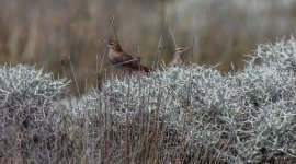 Rufous Bush Robin pair Alykes 180522.jpg