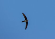 Alpine swift Tachymarptis melba Anaxos 140522.jpg