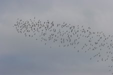 White winged & Whiskered Terns - Kalloni Salt Pans est 500+.jpg