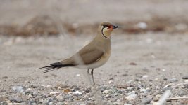 Pratincole 304022 1.jpg