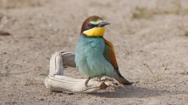 Bee Eater 010522 1.jpg