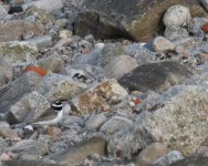 Ringed Plover_Girdle Ness_270522a.jpg