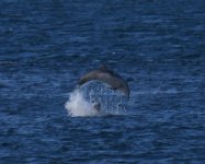 BN Dolphin_Girdle Ness_210522a.jpg