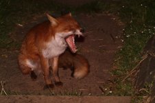 20220429 (10)_Red_Fox.JPG