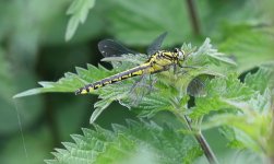 IMG_1679a Common Clubtail 28 May 2022 Ripple Pits.jpg