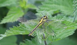 IMG_1700a Common Clubtail 28 May 2022 Ripple Pits.jpg