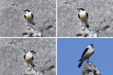 Wheatear_20220525_1531_ME_Virpazar_gh_01.jpg