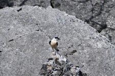 Wheatear_20220525_1531_ME_Virpazar_gh_03.JPG