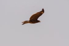 4) Eagle (14-04-21).jpg