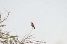 6) Eastern Olivaceous Warbler (12-04-16).jpg