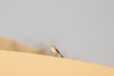 10) Isabelline Wheatear (25-01-17).jpg