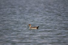 12) Northern Pintail (24-11-14).jpg