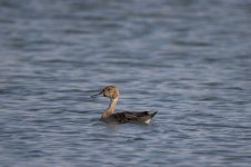 17) Northern Pintail (24-11-14).jpg