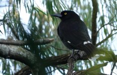 DSC04082 Pied Currawong @ Queenscliff bf.jpg