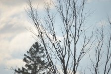 potential common yellowthroat two.jpg