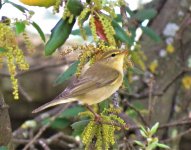 8. Willow Warbler.JPG