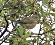 12. Subalpine Warbler.JPG