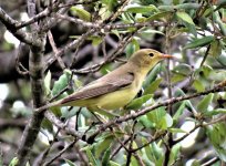 15. Icterine Warbler..JPG