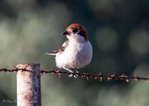 Woodchat Shrike 02.jpg