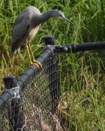 DSC04134 White-faced Heron @ Avalon Beach bf.jpg