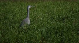 DSC04149 White-faced Heron @ Avalon beach bf.jpg