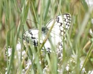 DSC07232 Melanargia parce.JPG