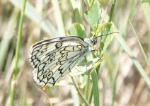 DSC07236 Melanargia parce.JPG