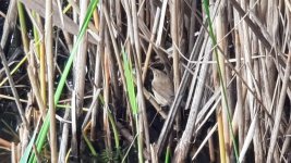 Blyth's reed warbler.jpg