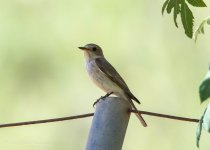 Spotted Flycatcher.jpg