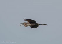 Purple Heron 02.jpg