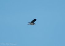 Black-crowned Night Heron.jpg