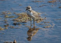 Kentish Plover 02.jpg