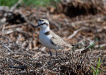 Kentish Plover 06.jpg