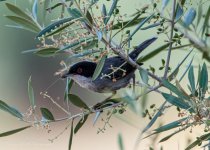 Sardinian Warbler.jpg