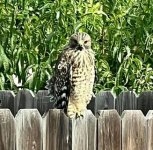 hawk-owl.jpg