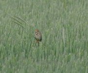 corn bunting 2.jpg