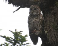 Sichuan Wood Owl_Gongangling_160618b.jpg