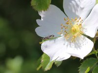 1038M Hoverfly (Holme).jpg