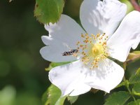 1039M Hoverfly (Holme).jpg