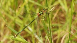 Emerald Damselfly Canvey Way June 2022 BLOG JT3A3271.JPG